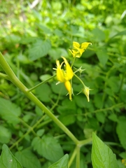 Solanum pimpinellifolium