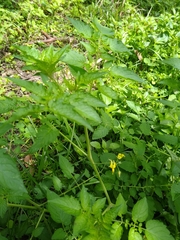 Solanum pimpinellifolium