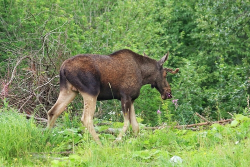 Moose
