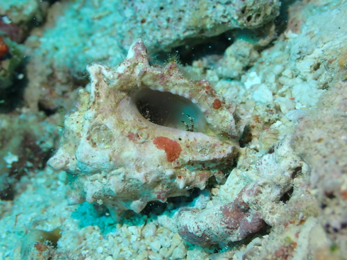 Drupa rubusidaeus observed 2025-08-10
