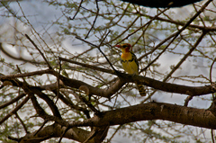 Trachyphonus erythrocephalus