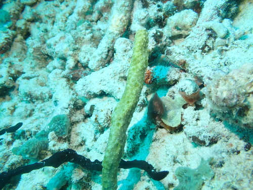 Ircinia ramosa observed 2025-08-10