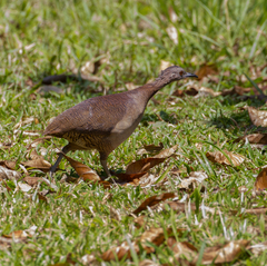 Crypturellus undulatus
