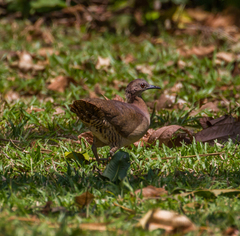 Crypturellus undulatus