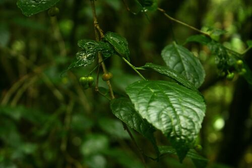 Forest red-berry (Erythrococca polyandra)