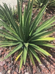 Agave albomarginata