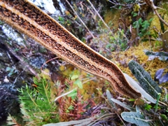 Elaphoglossum engelii