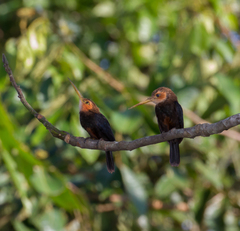 Brachygalba albogularis