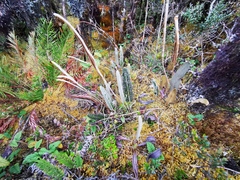 Elaphoglossum engelii