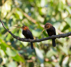 Brachygalba albogularis