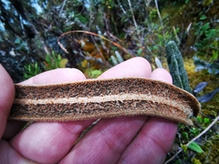 Elaphoglossum engelii