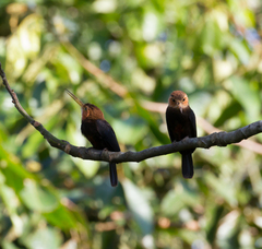 Brachygalba albogularis