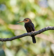 Brachygalba albogularis