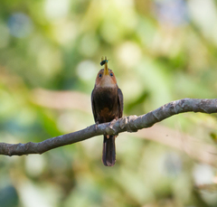 Brachygalba albogularis