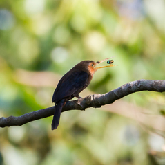 Brachygalba albogularis