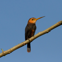 Brachygalba albogularis