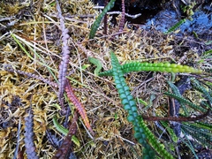 Melpomene moniliformis