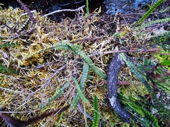 Melpomene moniliformis