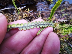 Melpomene moniliformis