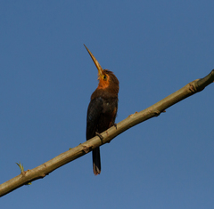 Brachygalba albogularis