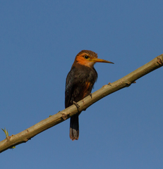 Brachygalba albogularis