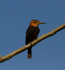 Brachygalba albogularis