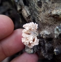 Xylaria flabelliformis