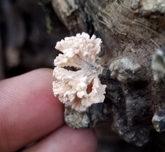 Xylaria flabelliformis