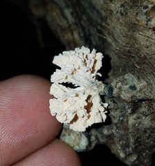 Xylaria flabelliformis