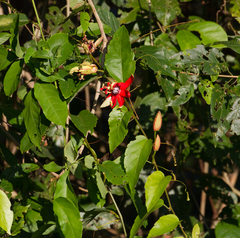 Passiflora miniata