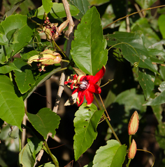 Passiflora miniata
