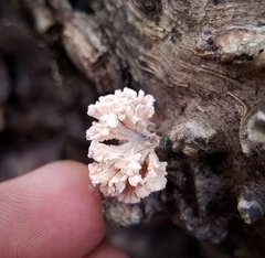 Xylaria flabelliformis