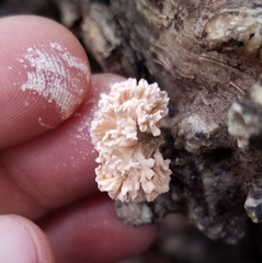 Xylaria flabelliformis