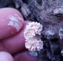 Xylaria flabelliformis