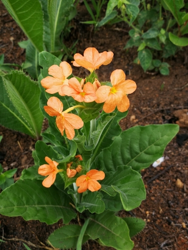 Crossandra image