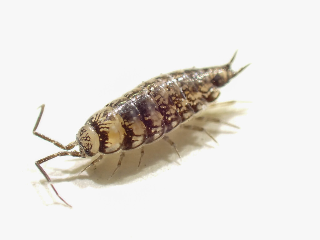 Benthanops