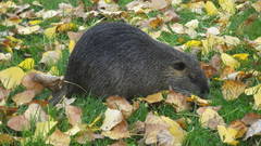 Myocastor coypus