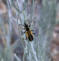 Chauliognathus opacus