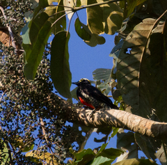 Melanerpes cruentatus