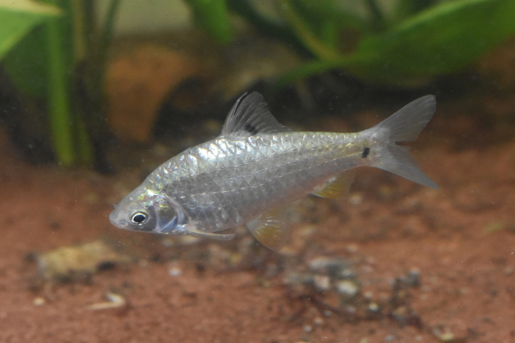 Masya's Barb
