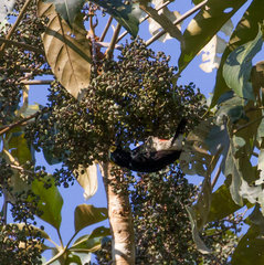 Melanerpes cruentatus