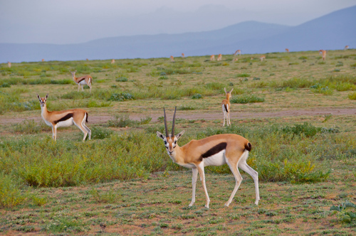 Thomson's Gazelle, photo 3 of 8