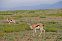 Thomson's Gazelle photo 3
