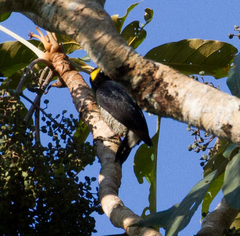 Melanerpes cruentatus