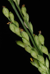 Urochloa ramosa