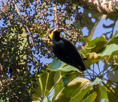 Melanerpes cruentatus