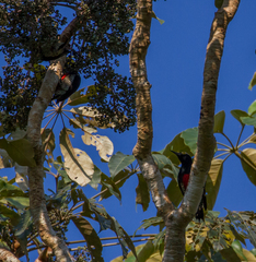 Melanerpes cruentatus