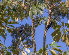 Melanerpes cruentatus