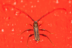 Xystrocera dispar