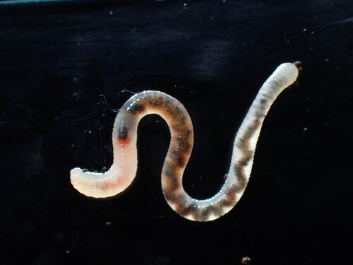 Earthworms and Allies